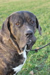 Socrates BIG PUP!