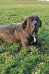 Socrates BIG PUP!