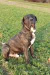 Socrates BIG PUP!