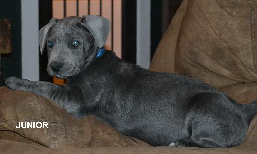 Junior