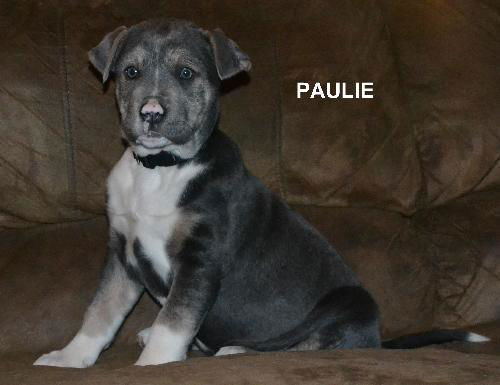 Paulie