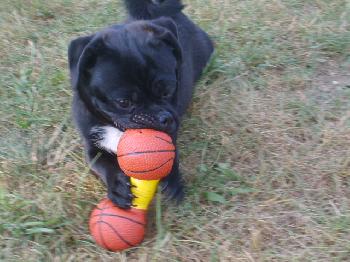 Doug the Pug