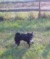 Doug the Pug