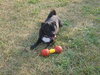 Doug the Pug