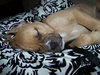 Lola