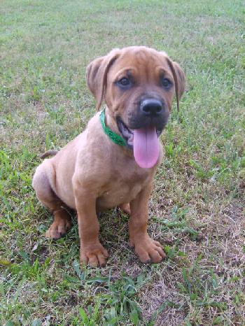 Hooch1