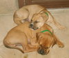 Hooch1