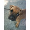 Hooch