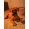 Hooch