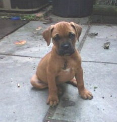 Hooch