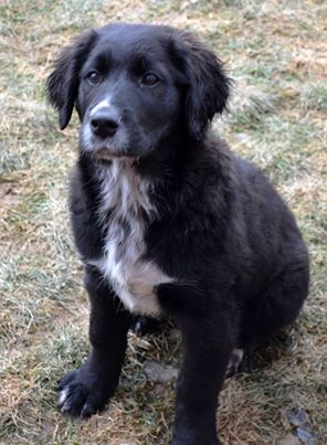 Brumus