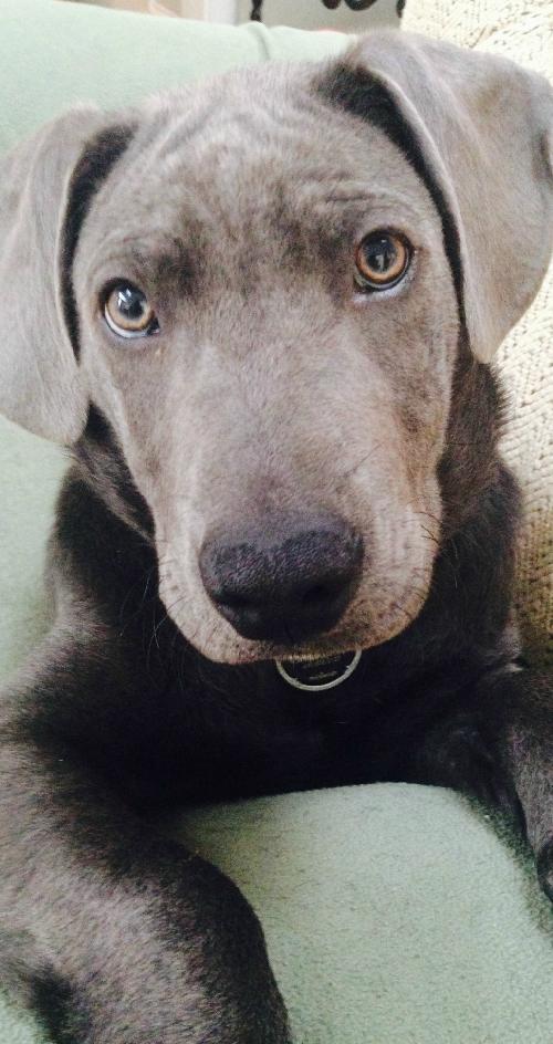 Junior