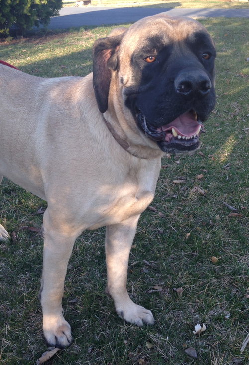 Cesar