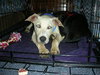 Colby-GREAT DOG!