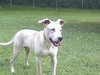 Colby-GREAT DOG!