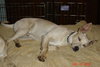Colby-GREAT DOG!