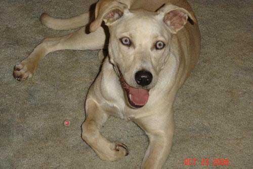 Colby-GREAT DOG!