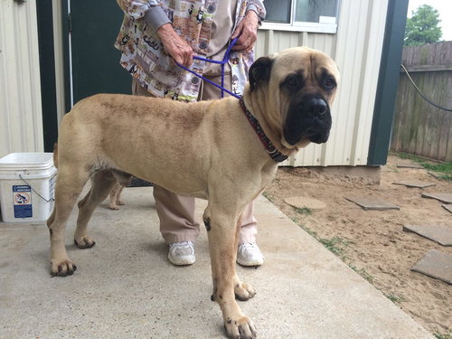 Dozer