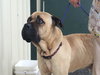 Dozer