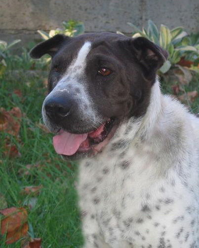 Pointer shar sale pei mix