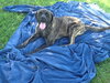Hector