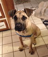 Bruno The Pup