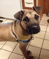 Bruno The Pup