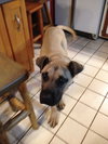 Bruno The Pup