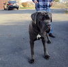 Herman