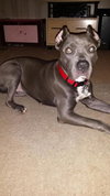Lola