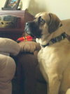 Roxie