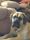Roxie