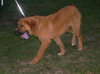 Clifford