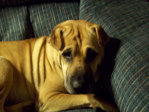 Sharlet Shar Pei