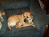 Sharlet Shar Pei