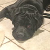 Tank (loves other dogs)