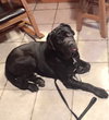 Tank (loves other dogs)