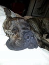 Brutus