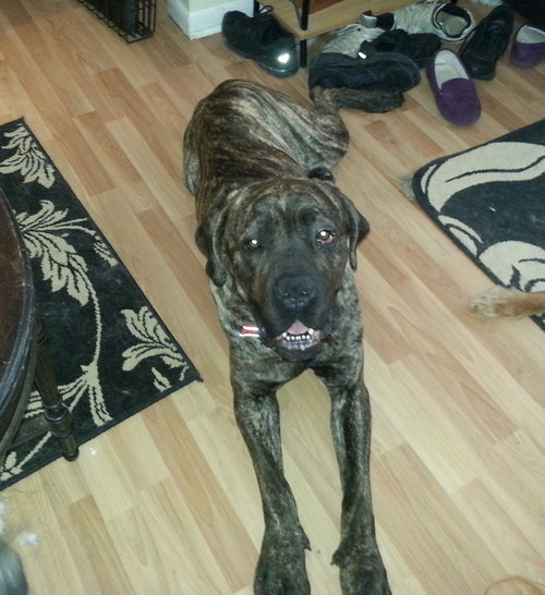 Brutus