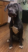 Sadie