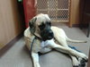 Diesel
