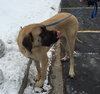 Diesel