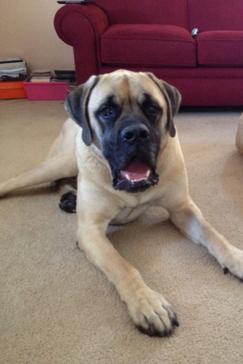 Diesel