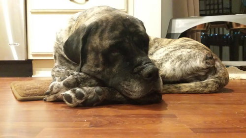Duke (a snugglebug!
