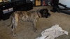 Duke (a snugglebug!