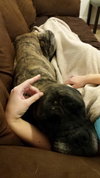 Duke (a snugglebug!