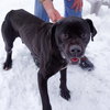 Lander (just a pup)