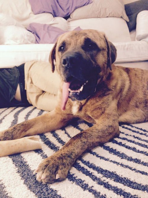 Ned (gorgeous reverse brindle boy)