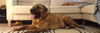 Ned (gorgeous reverse brindle boy)
