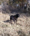 Buck